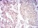 CYCS Primary Antibody MP31739 [M2E4F8]