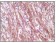 Desmin Primary Antibody MP20094 [M10H7D2]