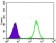SLC2A4 Primary Antibody MP30445P [M3G10A3]