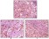 Dynamin-1 Primary Antibody MP20072 [M3G4B6]