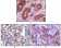 BLK Primary Antibody MP20086 [M9D10B7]