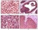 CK1 Primary Antibody MP20088 [M3C10F7]