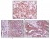 4E-BP1 Primary Antibody MP20104 [M4B6G10]