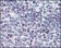 CD34 Primary Antibody MP20126 [M4H5E7]