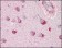 SORL1 Primary Antibody MP20150 [M3B6B11]