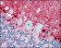 S100B Primary Antibody MP20154 [M9A11B9]