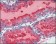 PSA (KLK3) Primary Antibody MP20172 [M5A11E2]