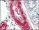 LPP Primary Antibody MP20178 [M8B3A11]