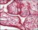 Calreticulin Primary Antibody MP20181 [M1G6A7]