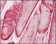 CRYAB Primary Antibody MP20182 [M1D11C6E6]