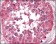 BRAF Primary Antibody MP20323 [M1H12]