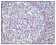 CD19 Primary Antibody MP20028 [M2E2B6B10]
