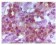 Foxp3 Primary Antibody MP20045 [M2A11G9; 2A11C2]