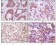 IKBKB Primary Antibody MP20114 [M10A2C5B3]