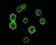 CD34 Primary Antibody MP20126 [M4H5E7]