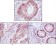FOXA2 Primary Antibody MP20375 [M7H4B7]