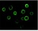 BTK Primary Antibody MP20132 [M7F12H4]