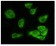 GSK3 alpha Primary Antibody MP20133 [M9D5G1]