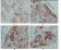 PEG10 Primary Antibody MP20296 [M4C10A7]