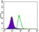 ITGB4 Primary Antibody MP30476A [M10B10D5]