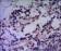HSP70 Primary Antibody MP20421 [M5A6]