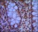 SMC1 Primary Antibody MP20426 [M5B6]
