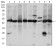 ASS1 Primary Antibody MP30318 [M2B10]
