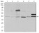 NCK1 Primary Antibody MP30362 [M5B7]
