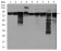 EIF4B Primary Antibody MP30365 [M1F5]