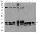 RAB4A Primary Antibody MP30370 [M4E11]