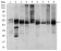 ILK Primary Antibody MP30415 [M3A9]