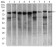 MARK3 Primary Antibody MP30418 [M2G12]