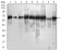 SQSTM1 Primary Antibody MP30497 [M5H7E2]