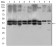 IL2RA Primary Antibody MP30522  [M1B5D12]