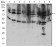 TFRC Primary Antibody MP30561 [M1A1B2]