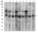 MAPK14 Primary Antibody MP30566 [M10B11C8]
