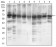 EIF2A Primary Antibody MP30605 [M3A7A8]