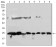 CSNK2B Primary Antibody MP30691 [M2F12F3]