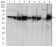 PDPK1 Primary Antibody MP30805 [M7E4G11]