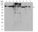 RAB11FIP1 Primary Antibody MP30826 [M3A12H9D2]