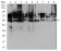 HDAC2 Primary Antibody MP30829 [M4D8C3]