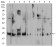 RALA Primary Antibody MP30833 [M4G8B11]