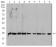 RALA Primary Antibody MP30834 [M4G8C7]