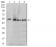 RF1 Primary Antibody MP30965 [M4F9H12]