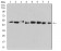 PSMC3 Primary Antibody MP31041 [M1G10C9]