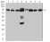 DDX1 Primary Antibody MP31066 [M3E5E2]