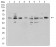 NAA10 Primary Antibody MP31176 [M3G3E9]