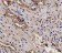 Anti-BCHE / Cholinesterase Antibody MX-C331478