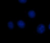 NF-kB p65 Primary Polyclonal Antibody MAF5006