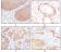 Cytokeratin 5 Primary Antibody MP20142 [M3E2F1]